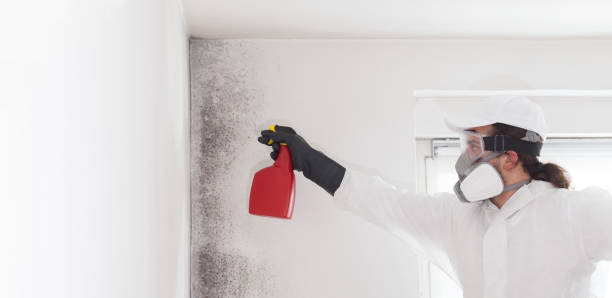 Best Commercial Mold Remediation in Monument Hills, CA