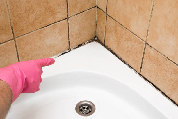 Best Black Mold Remediation in Monument Hills, CA