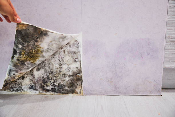 Best Black Mold Remediation in Monument Hills, CA